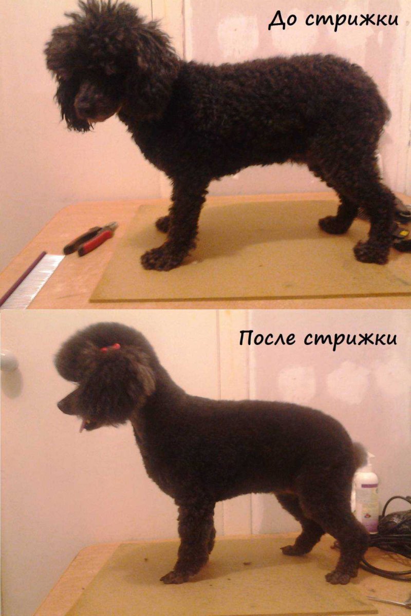 Карликовый пудель после стрижки