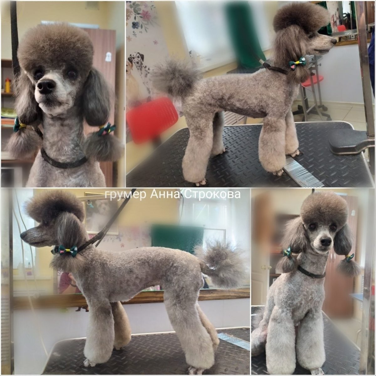 Карликовый пудель стрижка Модерн