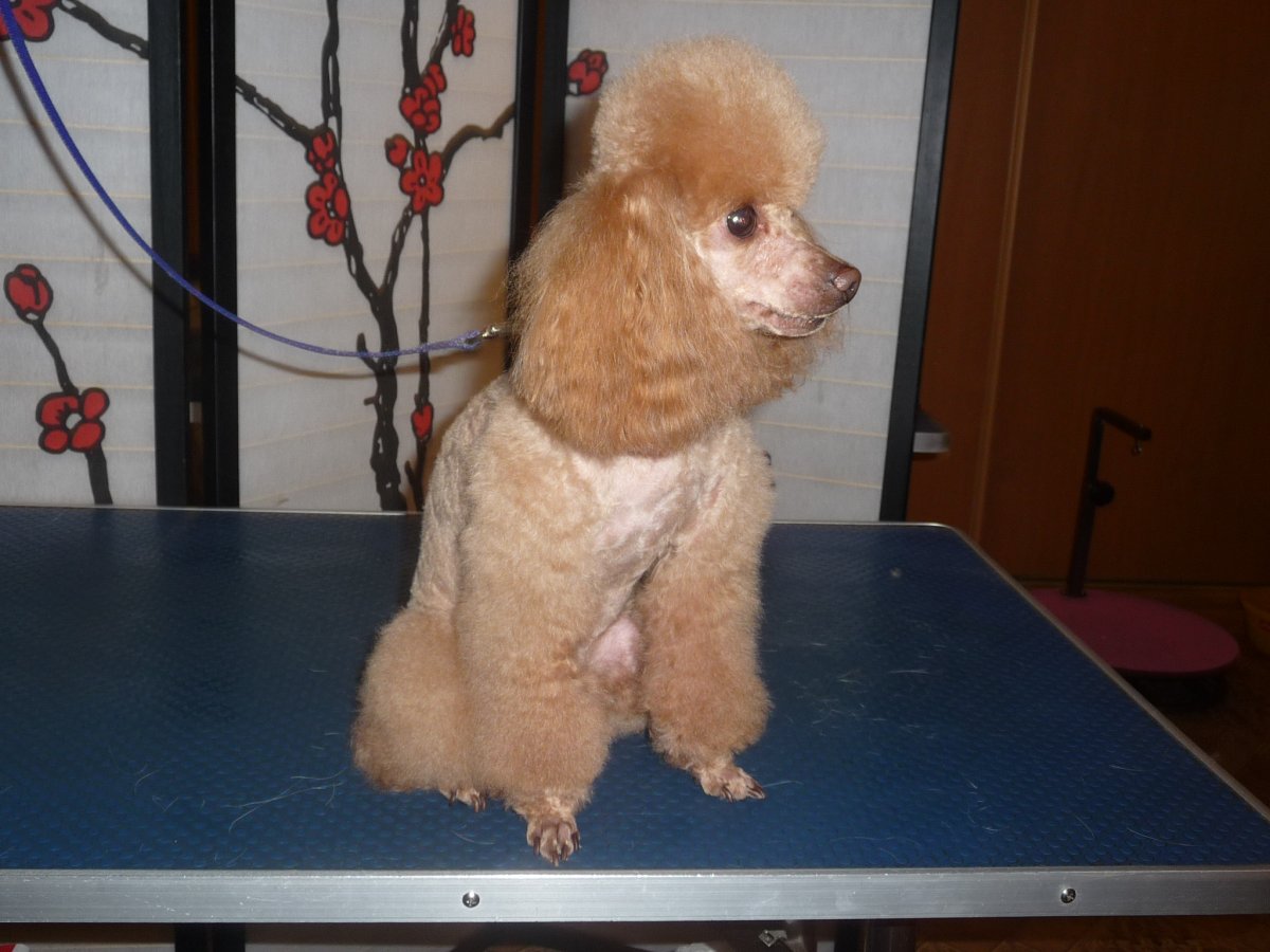 Стрижка пуделя мальчик мальчика