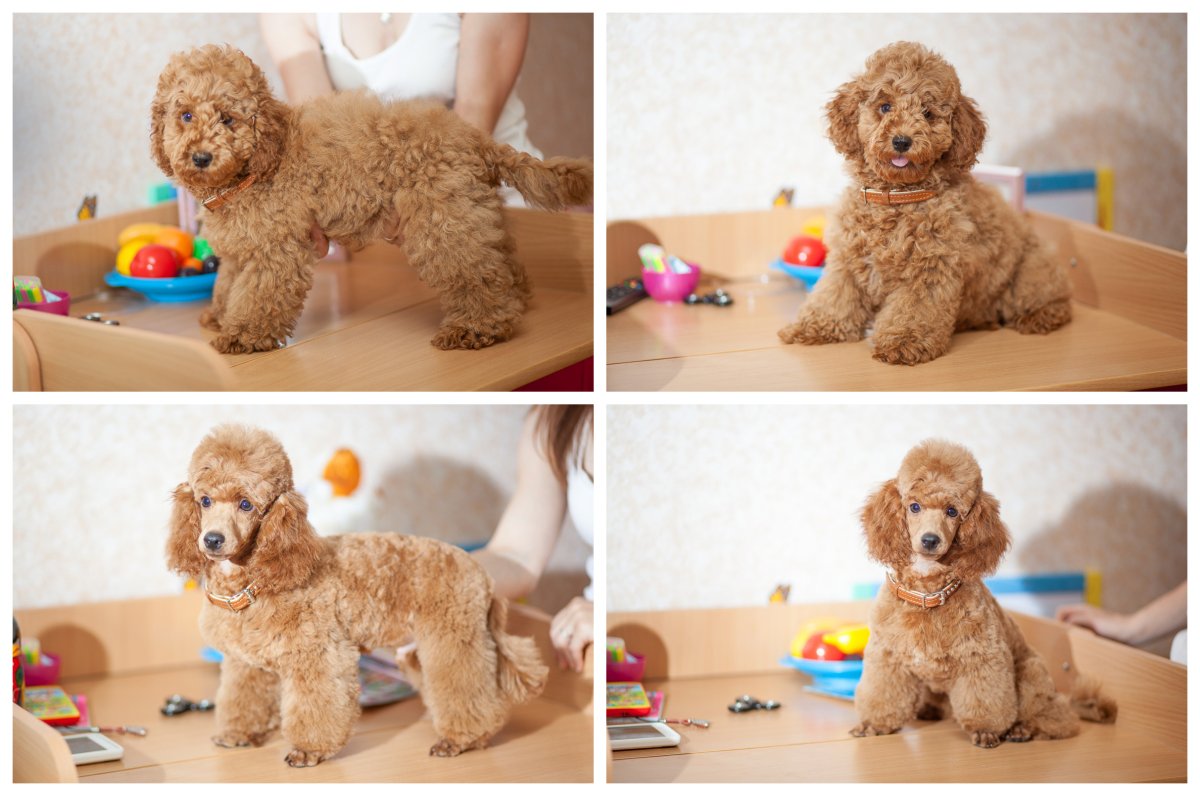 3х месячный карликовый пудель