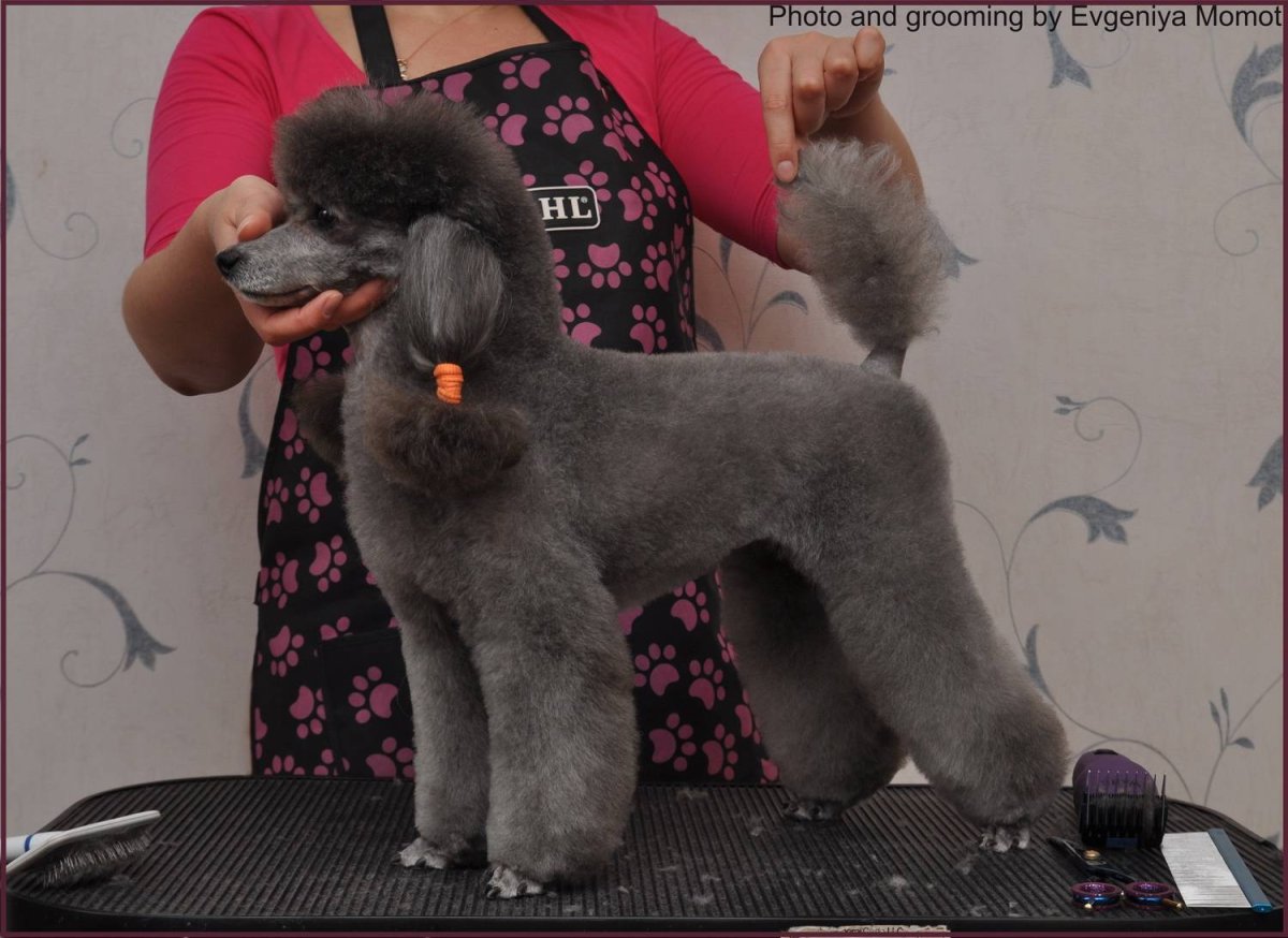 Грумминг пуделей Йорк