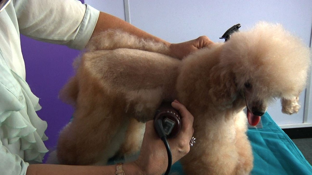 Роман Фомин пудель