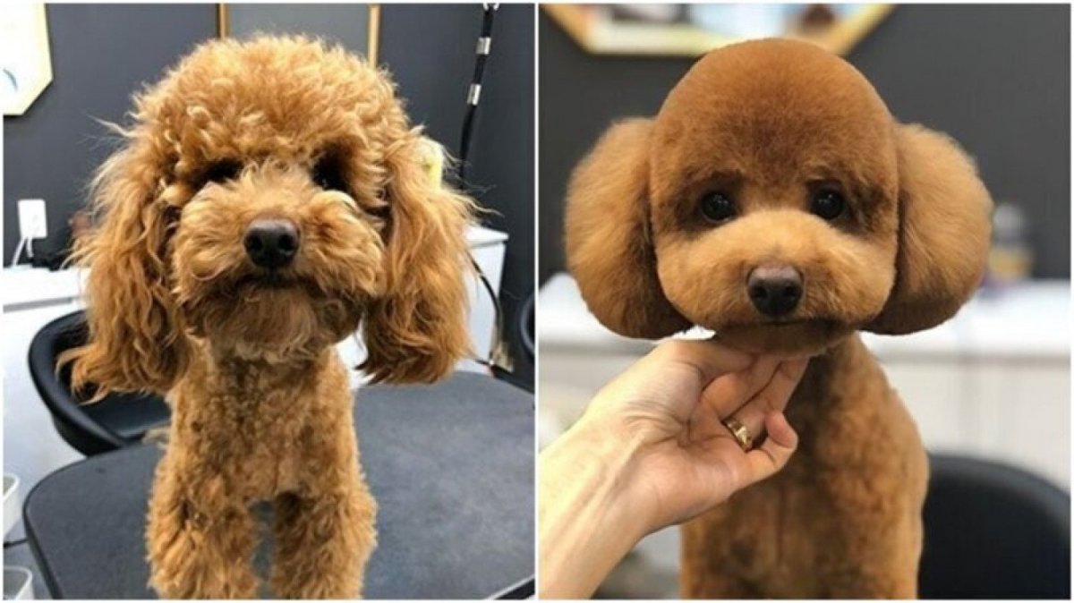 Той пудель азиатская стрижка