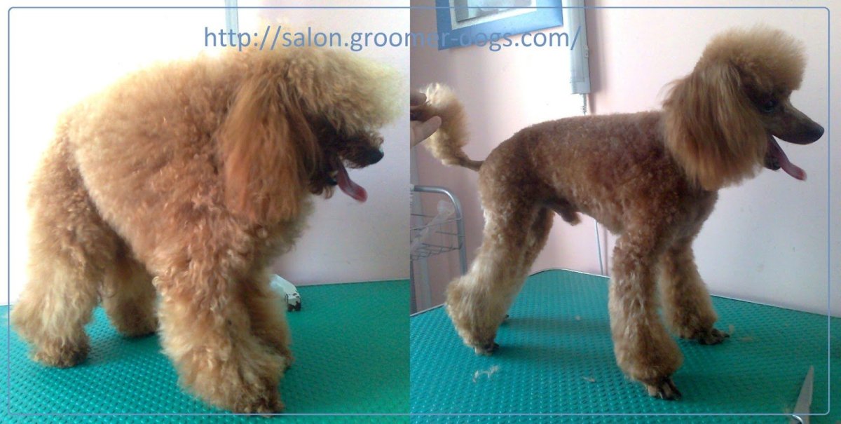 Стрижка карликового пуделя