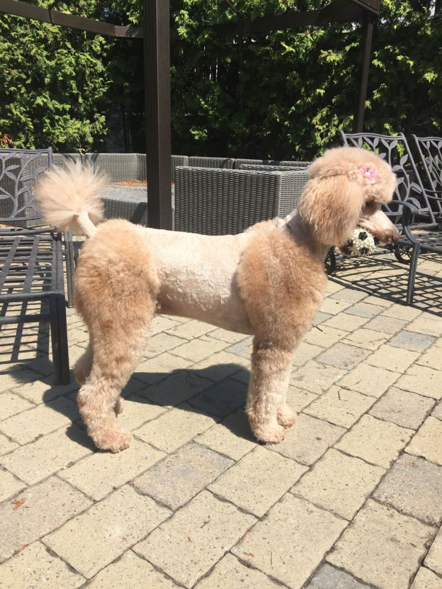 Королевский пудель груминг