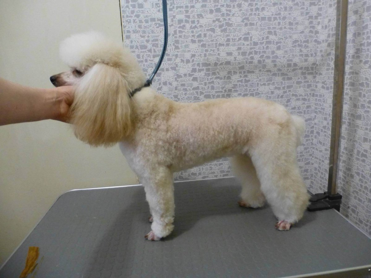 Карликовый пудель стриженный