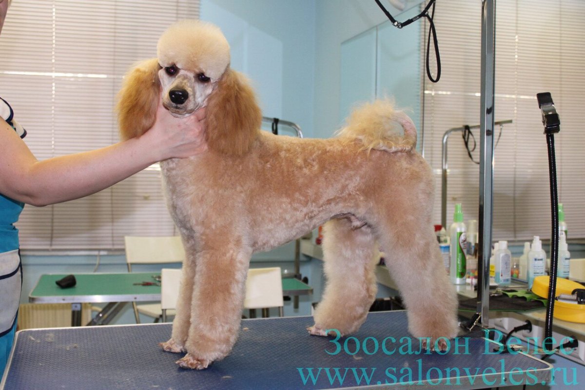 Стрижки пуделей с обстриженными хвостами