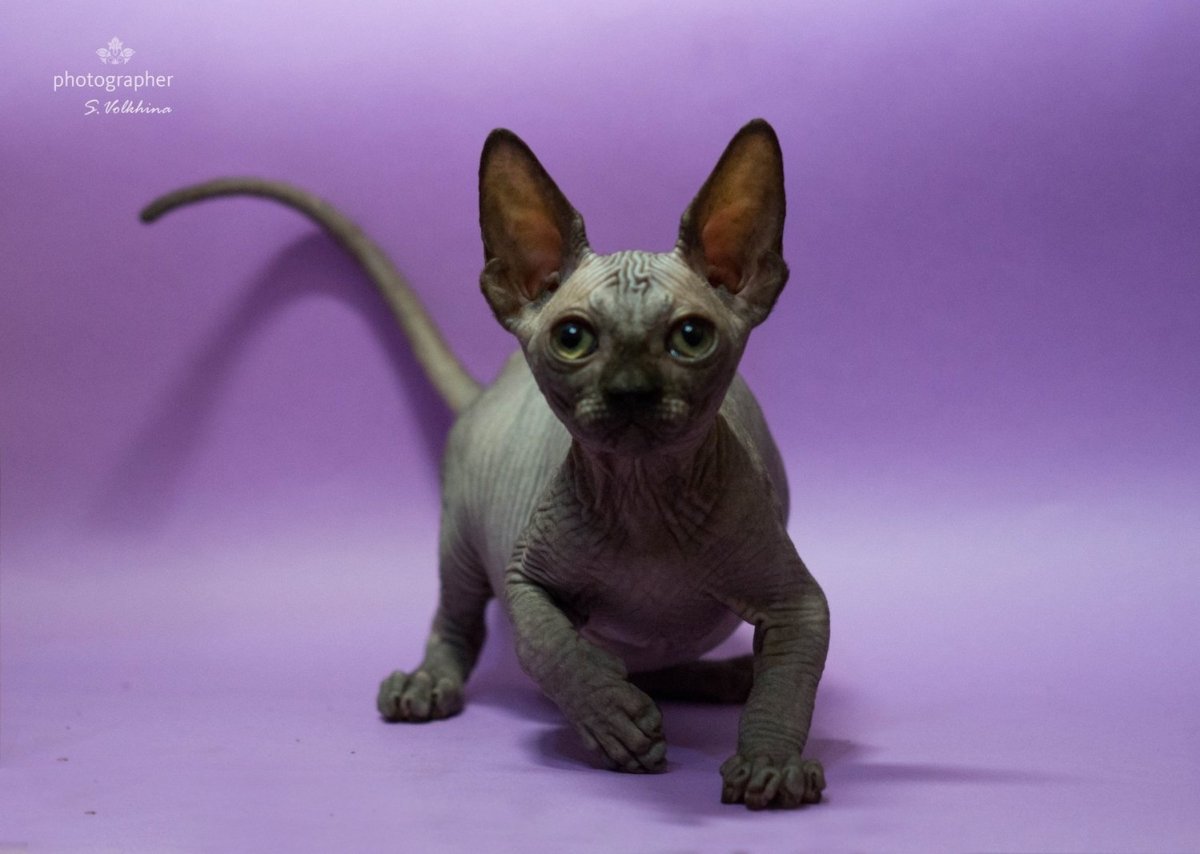 Сфинкс окрас n24