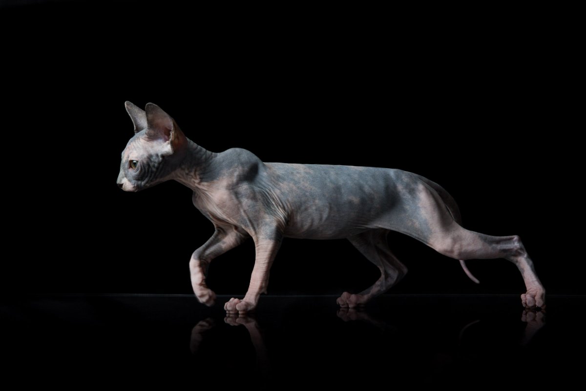 Злой канадский сфинкс