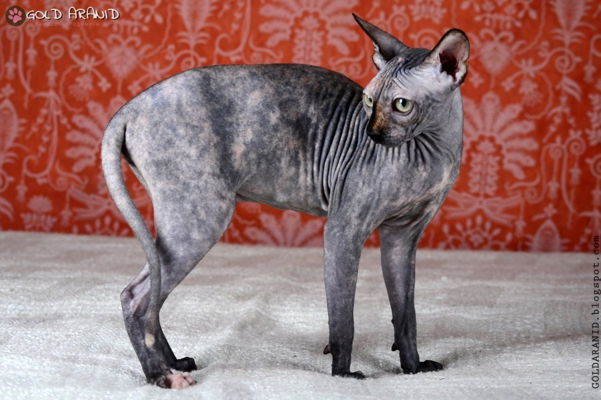 Петерболд черепаховый