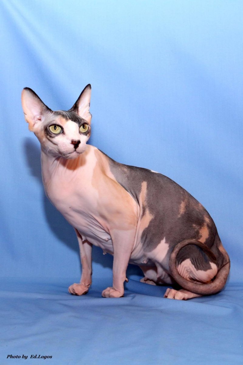 Браш черепаховый Донской сфинкс