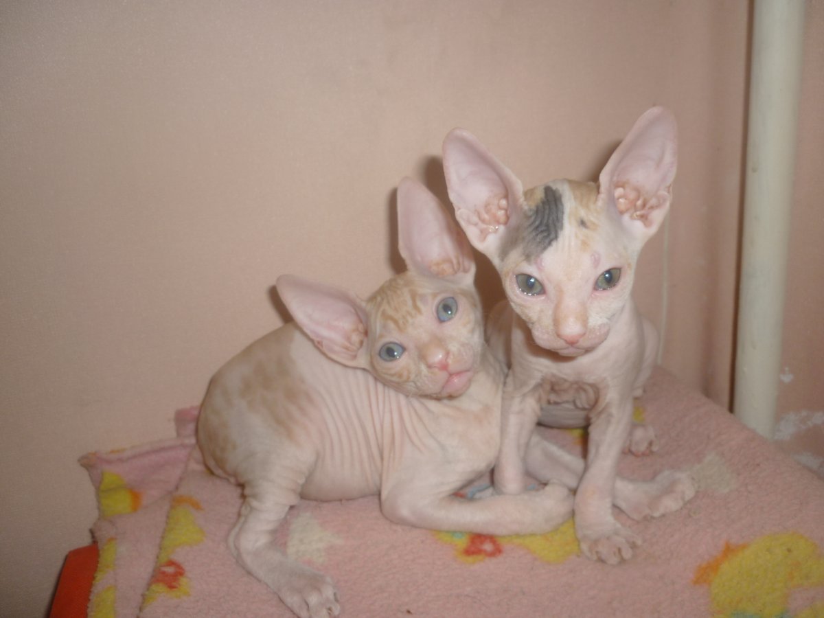 Донской сфинкс Арлекин окрас