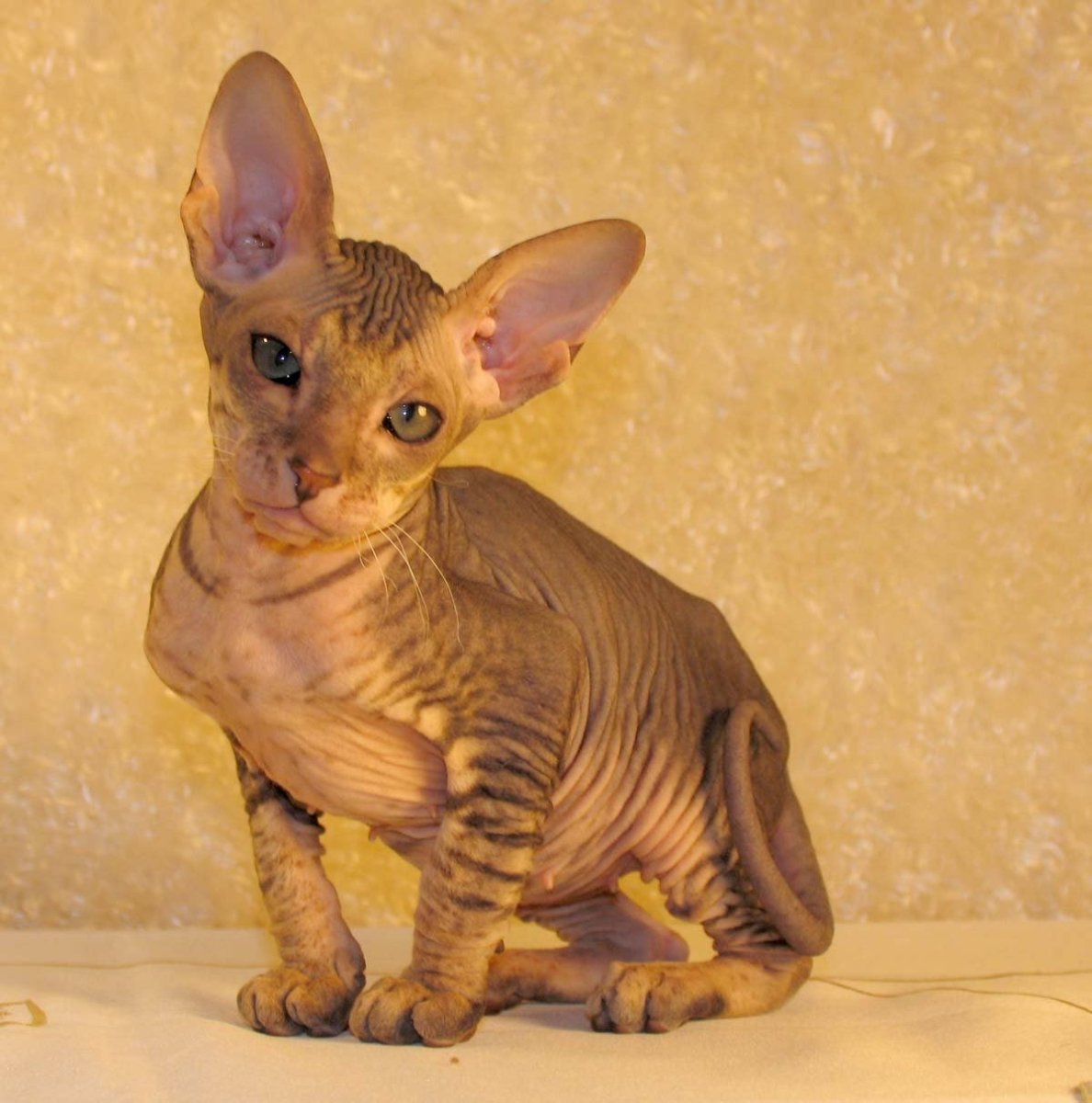 Донской сфинкс и Петерболд