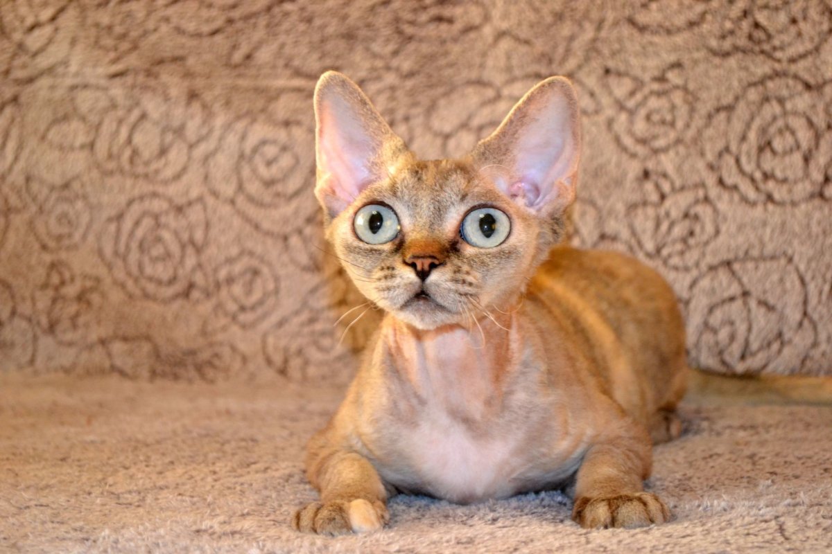 Кот породы Девон рекс