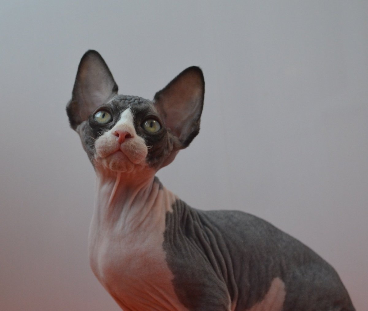 Канадский сфинкс черепаховый