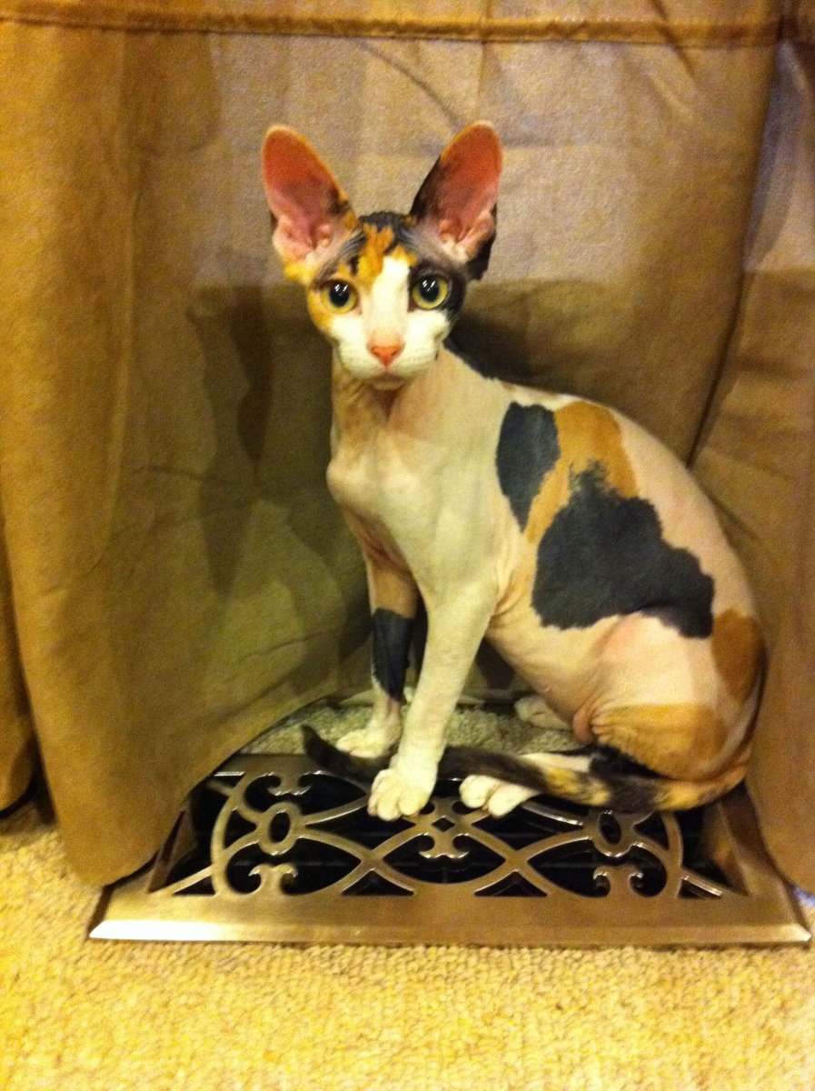 Канадский сфинкс трехцветный