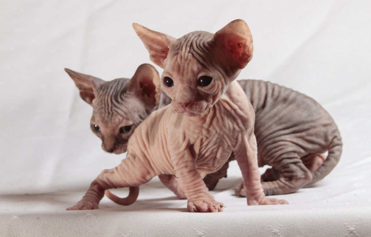 Донской сфинкс котята