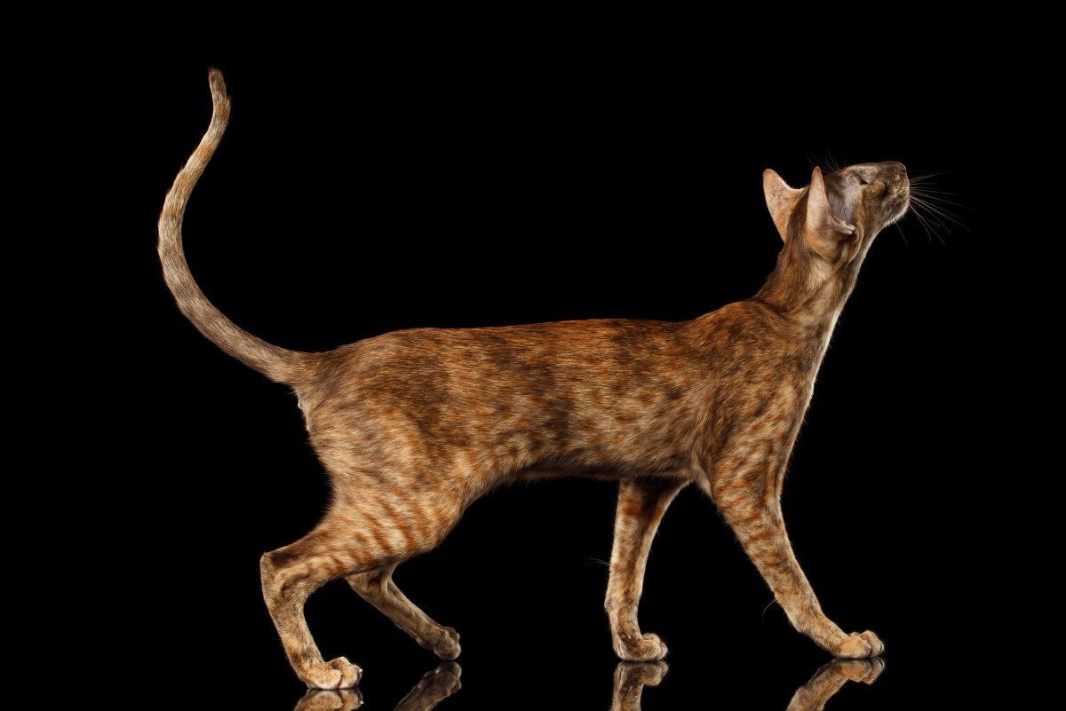 Высокая кошка на длинных лапах