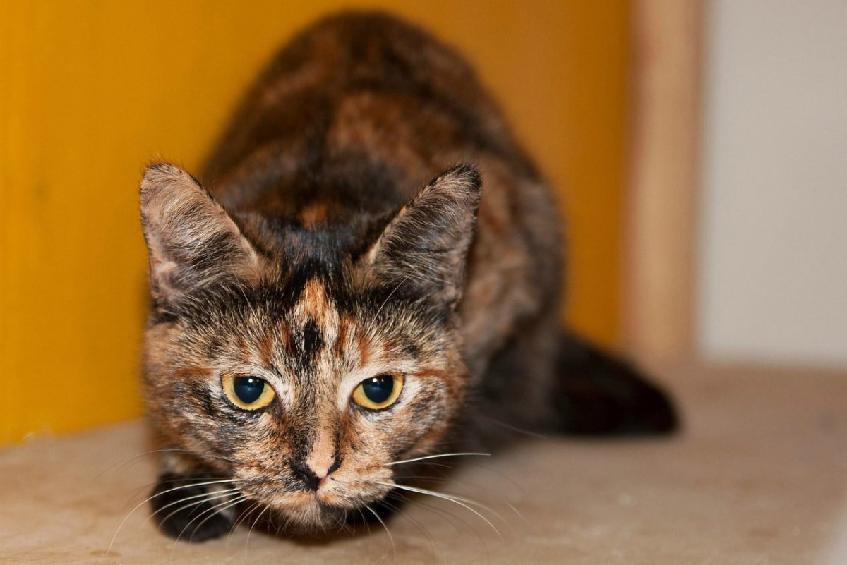 Настоящая кошка