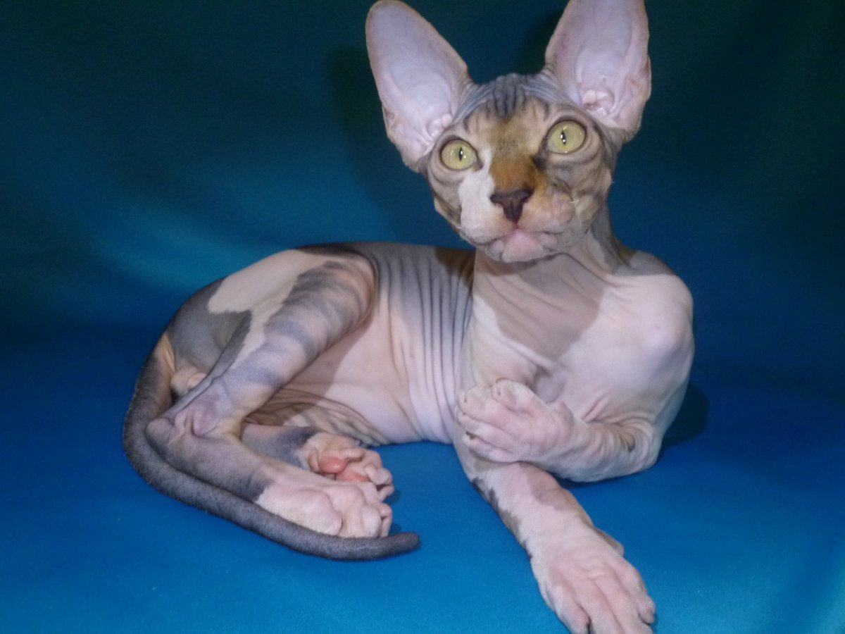 Кошка-сфинкс II (295)