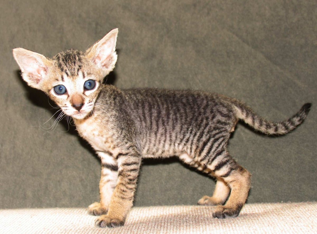 Сфинкс браш табби