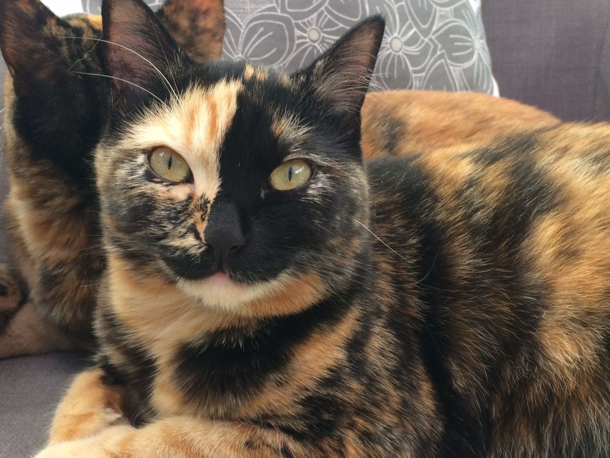 Кошка черепахового окраса беспородная