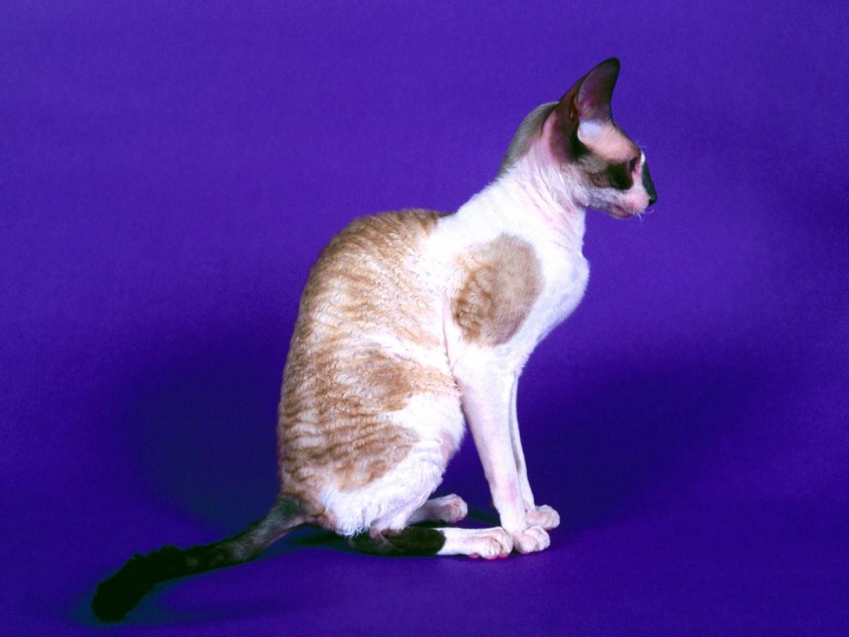 Псковский борзой сфинкс