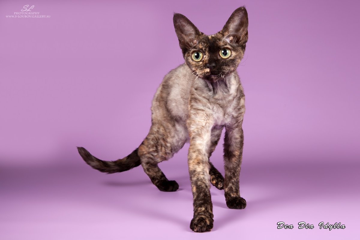 Голубая черепаха Девон рекс