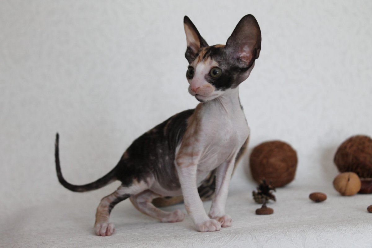 Корниш рекс биколор