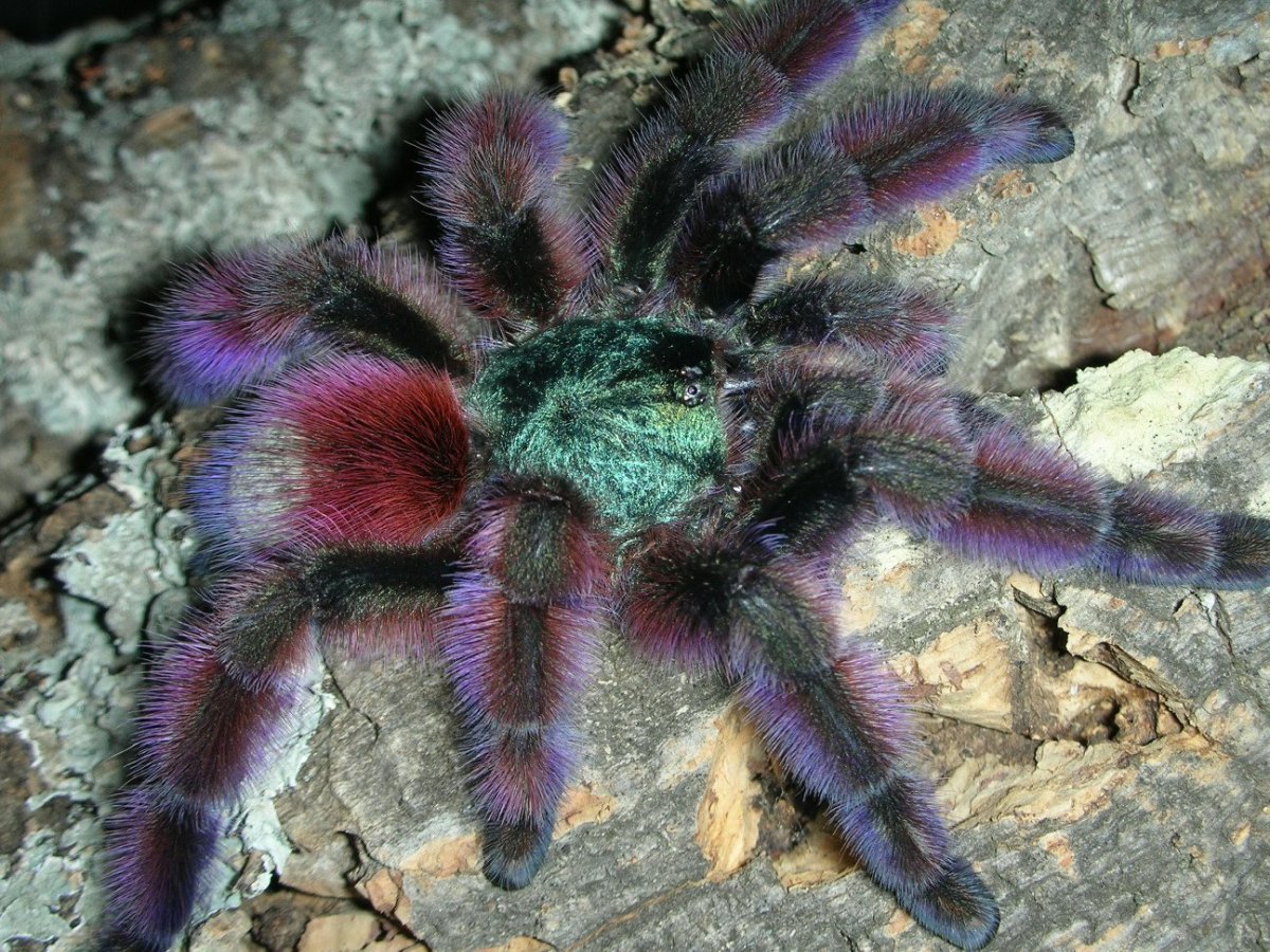 Паук Avicularia versicolor