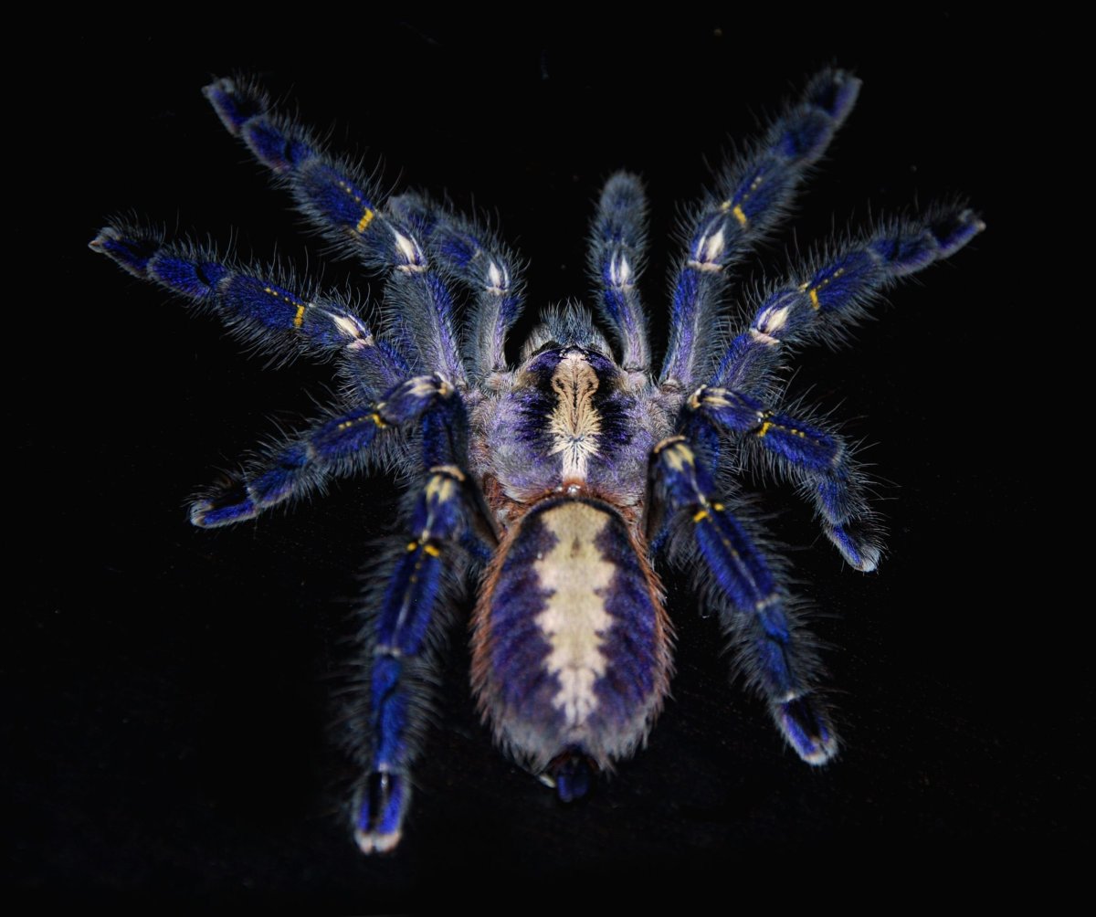 Синий птицеед Poecilotheria Metallica