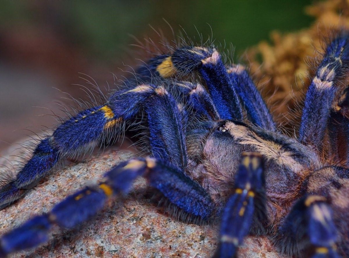 Паук птицеед Poecilotheria