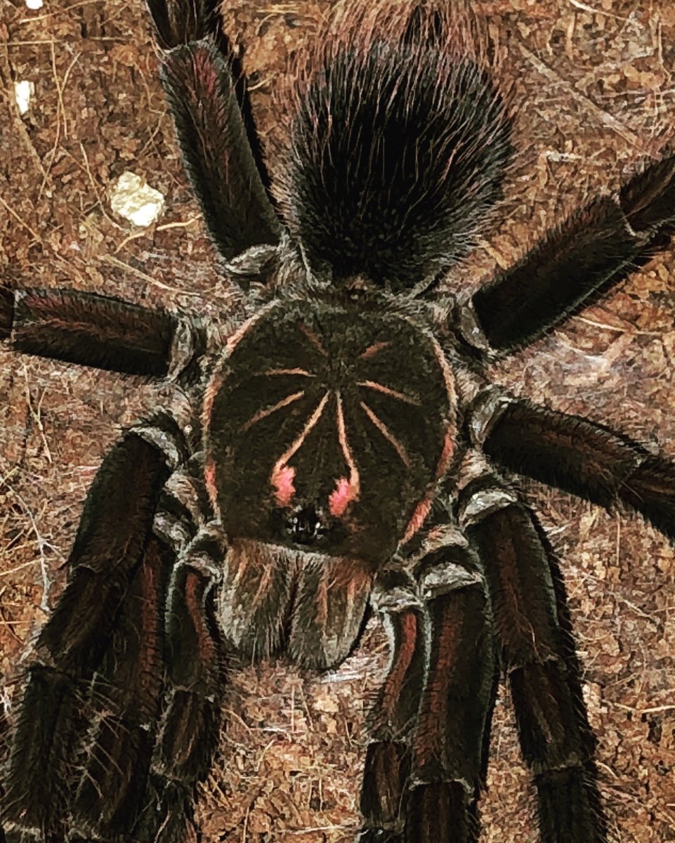 Паук-птицеед Pamphobeteus platyomma