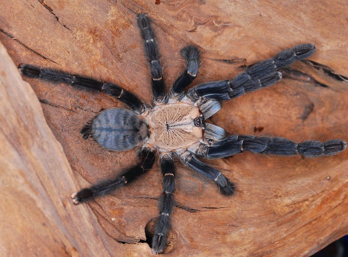 Cyriopagopus SP. Hati