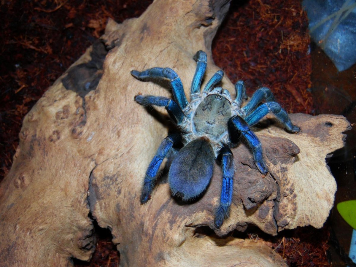 Cobalt Blue Tarantula