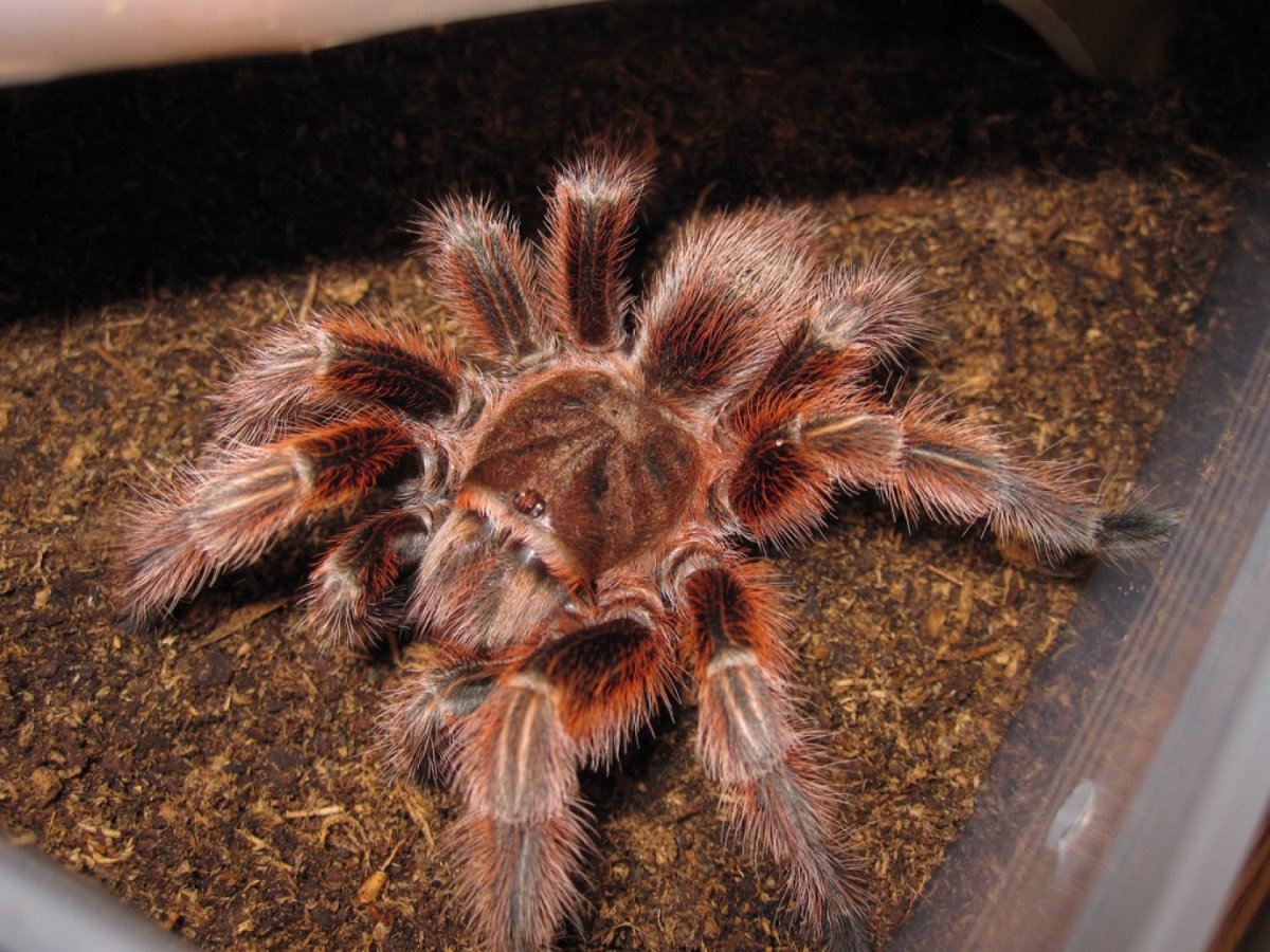 Паук птицеед Grammostola rosea