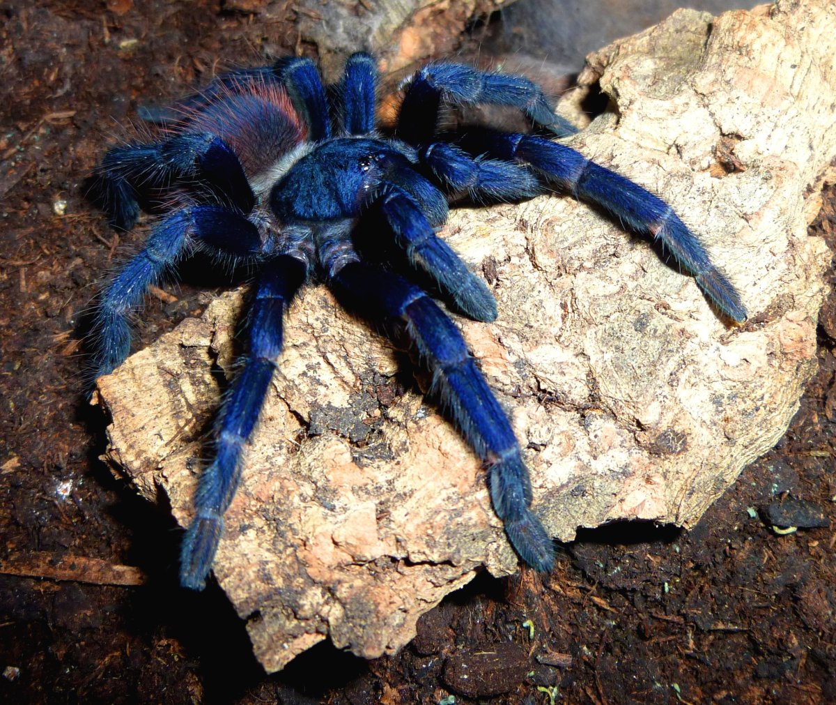 Сазимай птицеед