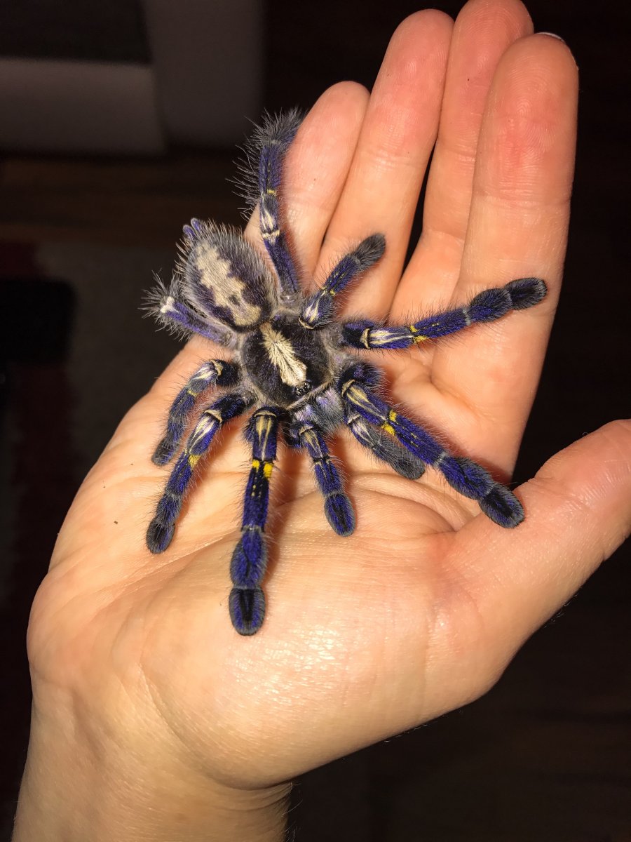 Птицеед парахибана