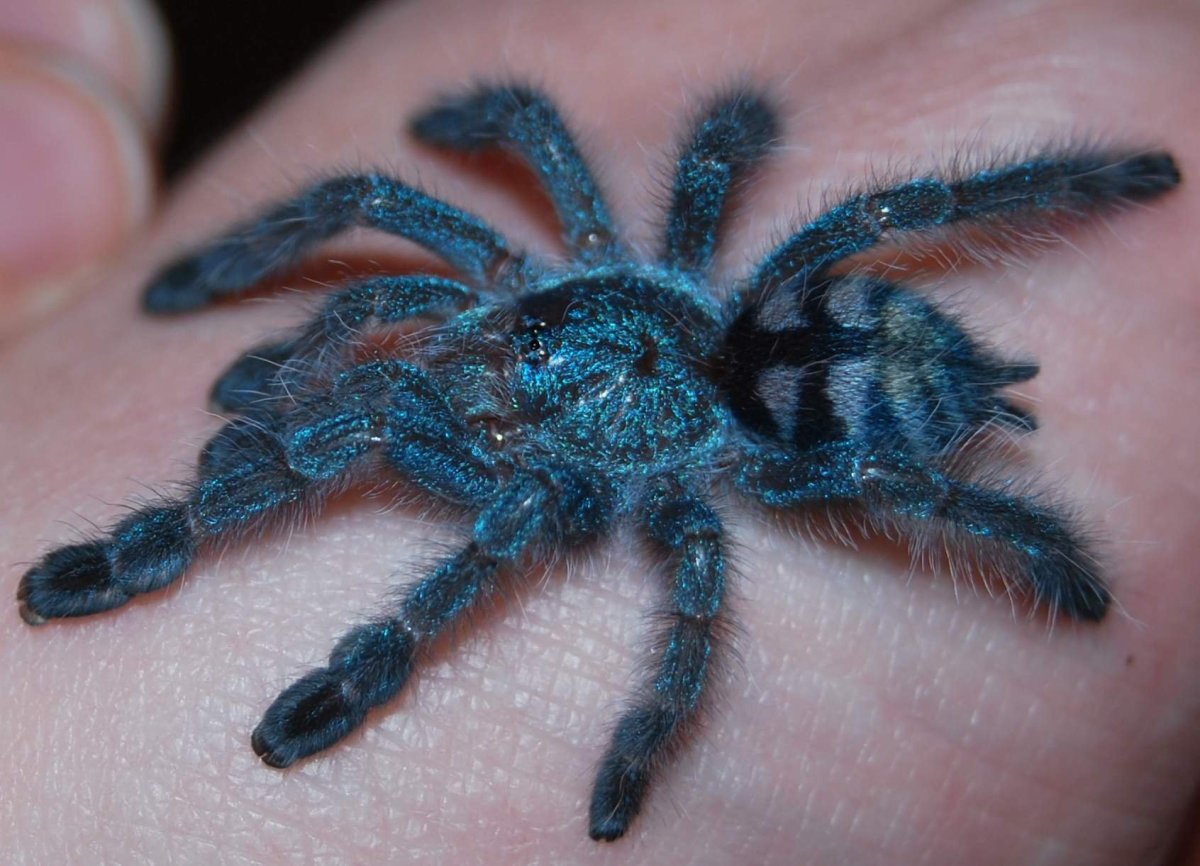 Avicularia versicolor