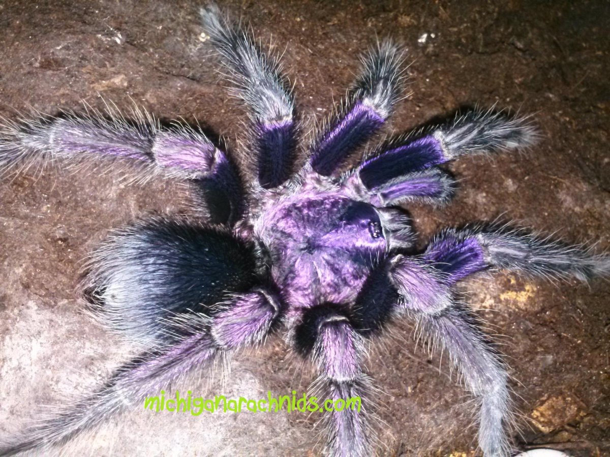 Паук-птицеед Phormictopus SP. "Green femur