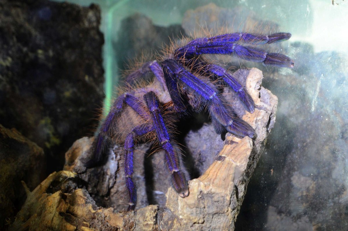 Паук Lampropelma violaceopes