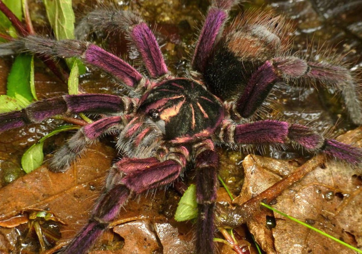 Тарантул кубинский