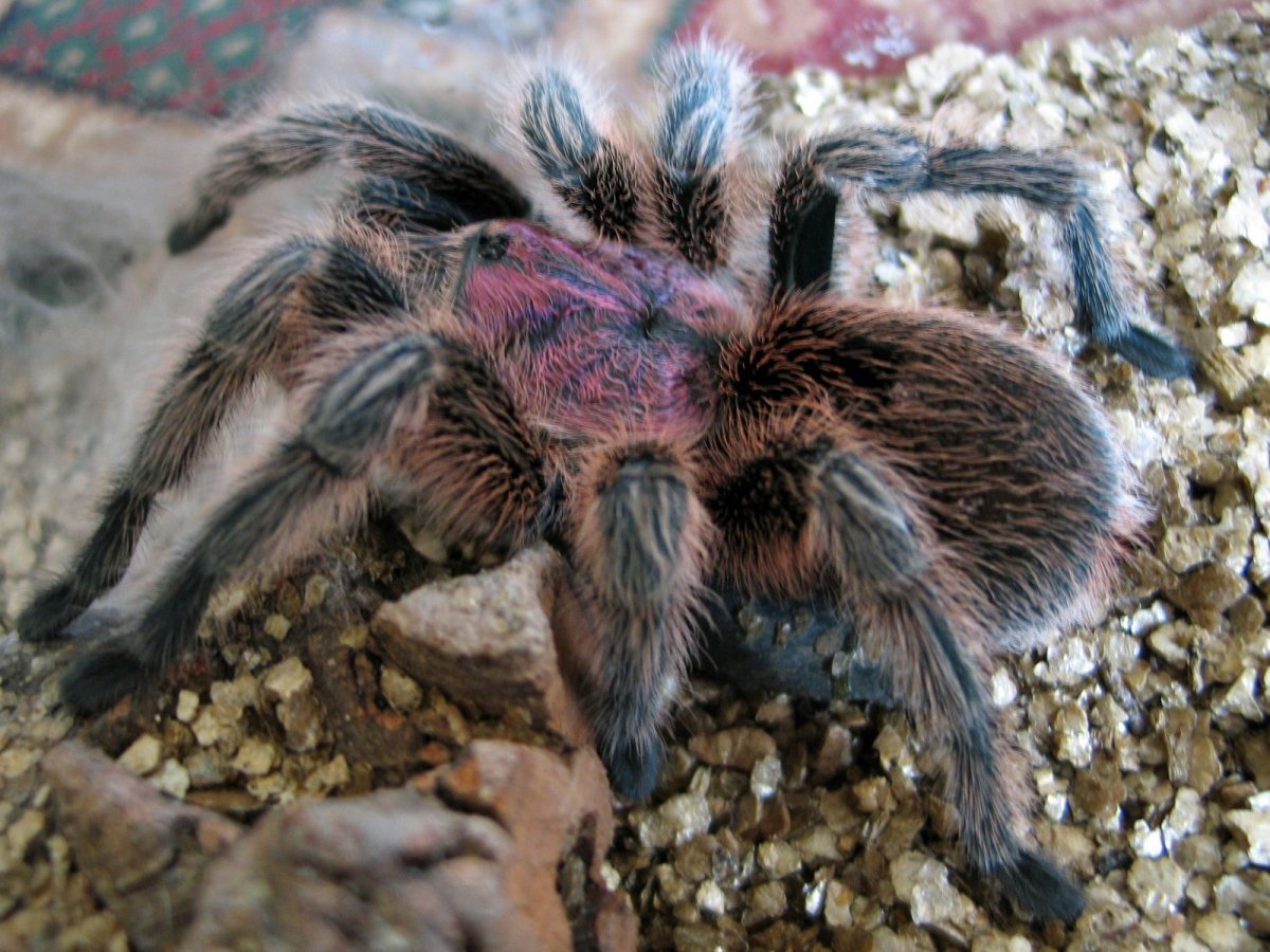 Brachypelma albopilosum паутина