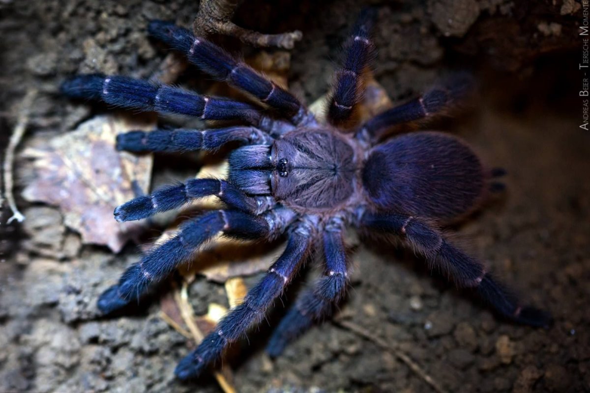 Orphnaecus SP Blue Panay