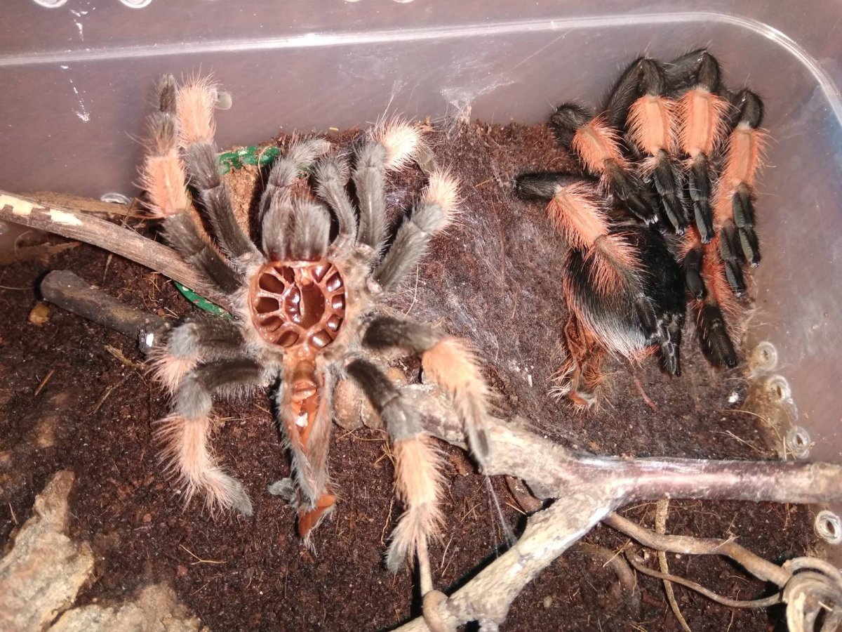 Линька паука птицееда