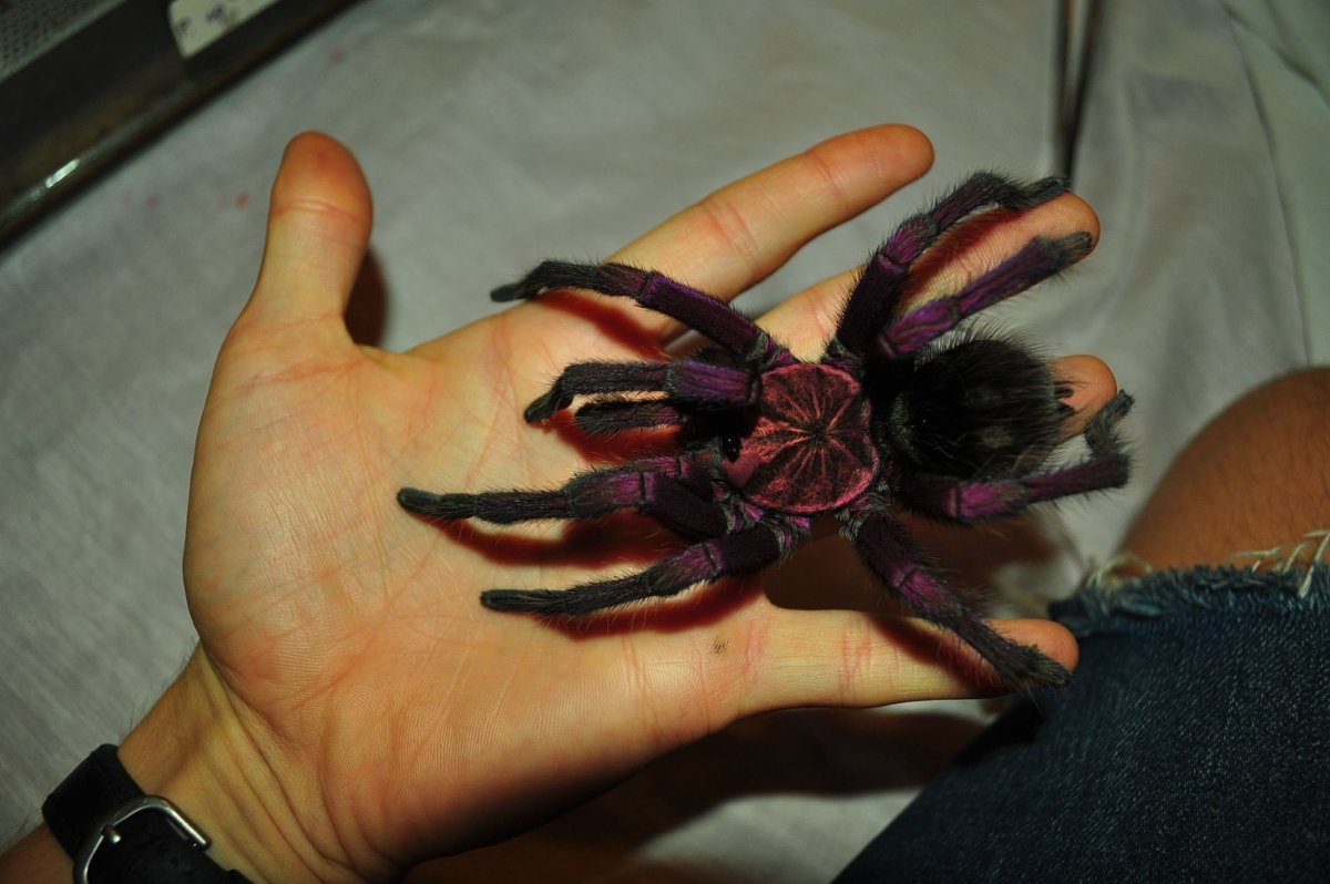 Паук Тарантул птицеед маленький