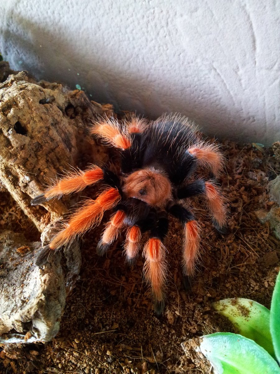 Брахипельма boehmei