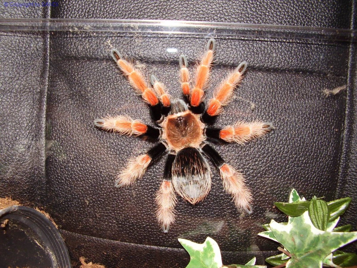 Птицеед домашний