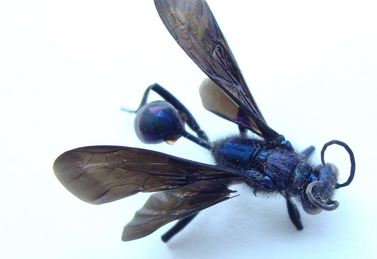 Жук семижалка