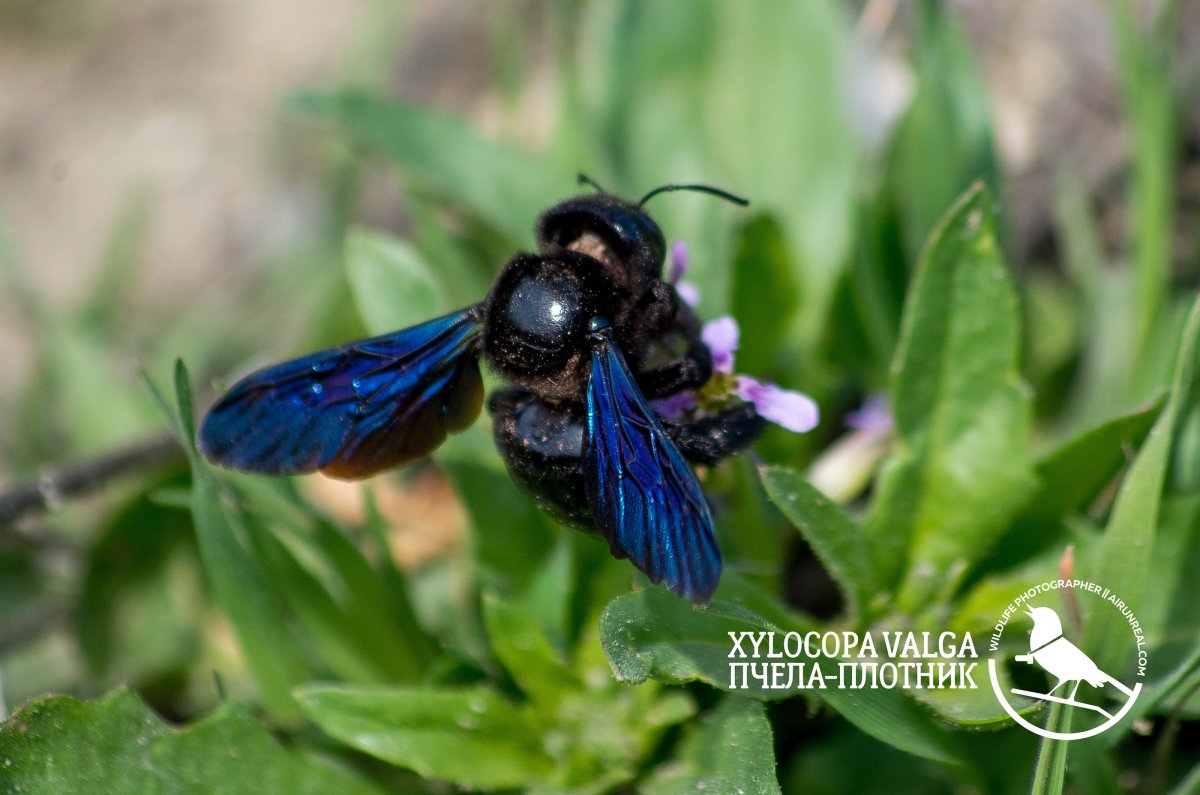 Ксилокопа пчела плотник